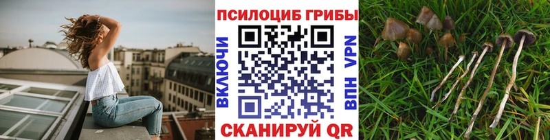 блэк спрут как зайти  Ростов  Псилоцибиновые грибы мухоморы  мориарти какой сайт  купить  